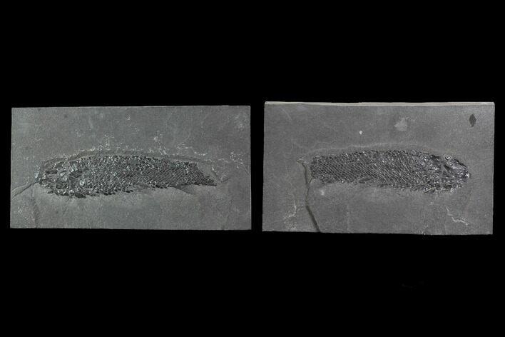 Devonian Lobed-Fin Fish (Osteolepis) pos/neg - Scotland #98050
